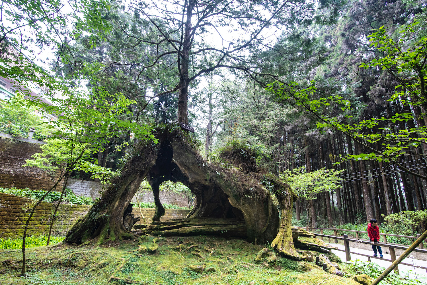 alishan national scenic area