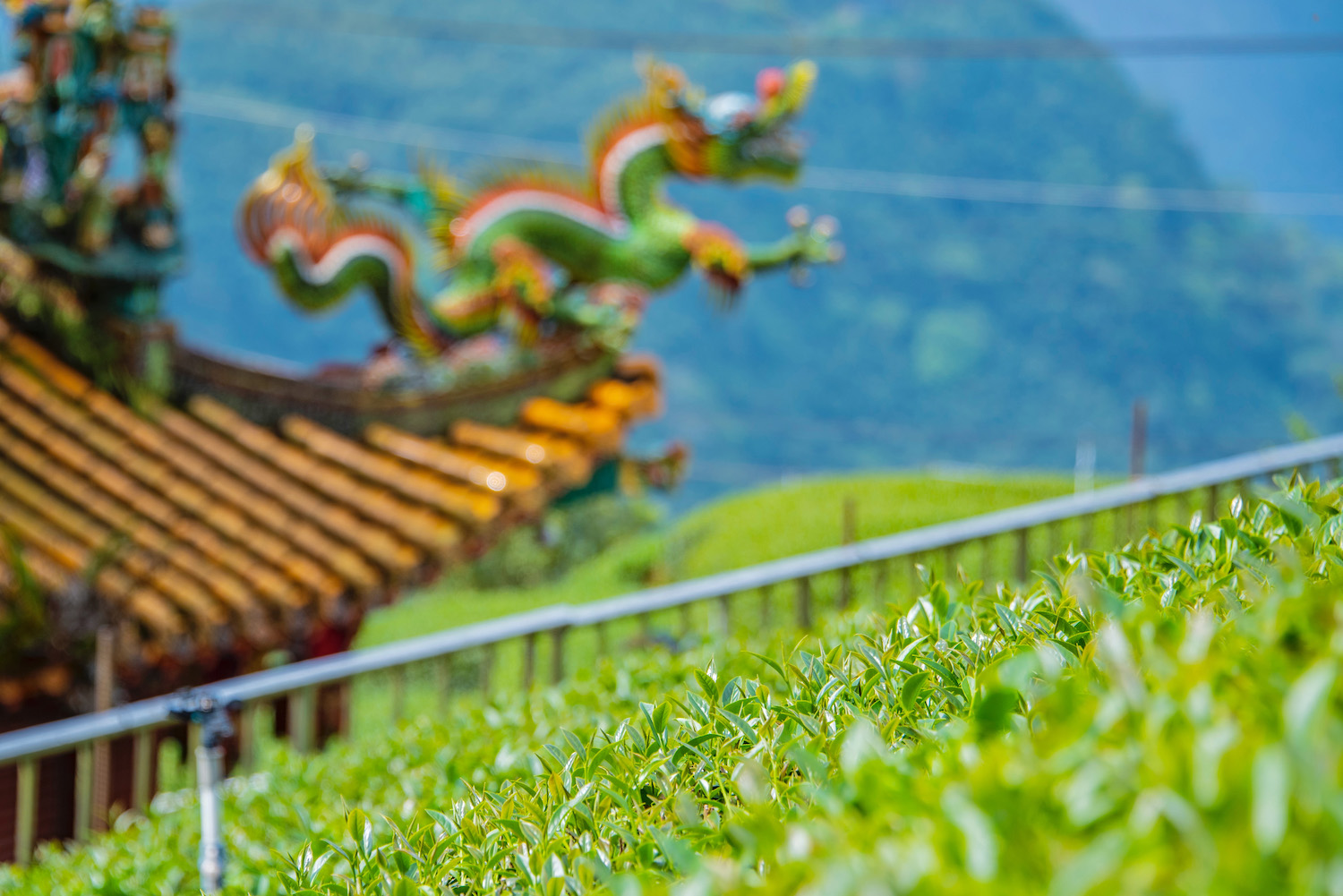 How to Traipse Amid Taiwan’s Tea Fields